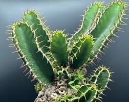 Image result for Euphorbia mlanjeana