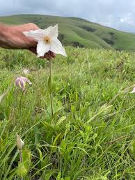 Image result for Clematis uhehensis