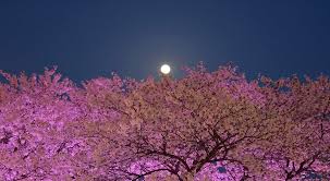 Maybe you would like to learn more about one of these? April S Pink Supermoon Over Vancouver Will Be The Brightest Of The Year