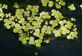 Image result for Spirodela polyrrhiza