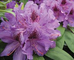 Хотите купить саженцы рододендрона гибридного розеум элеганс (rhododendron roseum elegans)?зайдите на. Rhododendron Buds Blooms Nursery