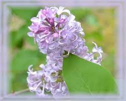 Lilac Flower Essence Nature S Remedies Etsy Flower Remedy Flower Essences Lilac Flowers
