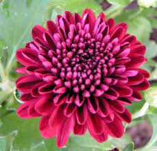 Chrysanthemum M Jenny Wren Red Flower Bed 1a Red Chrysanthemums Chrysanthemum Flower Flowers
