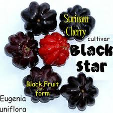 Make grandpa's your choice for. Black Star Surinam Cherry Fruit Tree Eugenia Uniflora Live Sml Potd 3 Plants Ebay