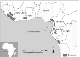 Image result for Stolzia cupuligera