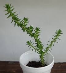 Image result for Crassula schimperi