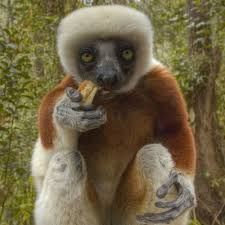 Show off your favorite photos and videos to the world, securely and privately show content to your friends and family, or blog the photos and videos photos of endangered species, zoo animals, wild creatures! Wild Animals Can Be Really Funny Sometimes Too 45 Pics Izismile Com