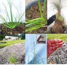Image result for Eragrostis plana