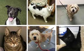 We are not a kennel. County Waives Pet Adoption Fees For Clear The Shelters Day News San Diego County News Center