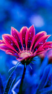 Amoled Flower Hd Iphone Wallpaper Flower Wallpaper Flower Iphone Wallpaper Free Flower Wallpaper