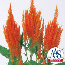 Image result for Celosia pandurata