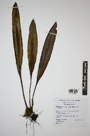 Image result for Elaphoglossum aubertii