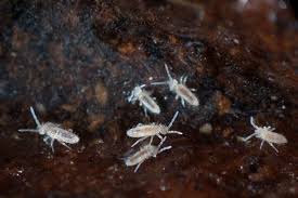 Insekten spielen eine wichtige rolle in der natur. Springschwanz Erkennen Erfolgreich Bekampfen Plantura