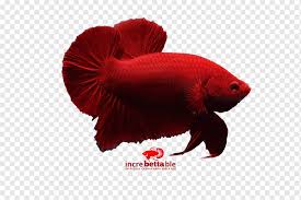 Apr 18, 2019 · itulah yang dapat kami bagikan mengenai cara menghilangkan tulisan page 1 di excel. Ikan Pertempuran Siam Betta Merah Kuning Betta Channoides Yang Lain Cupang Ikan Png Pngwing