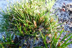 Image result for Schoenus