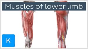But, your soleus muscle in your lower leg and muscles in your back involved in maintaining posture contain mainly slow twitch muscle fibres. Quadriceps Femoris Muscle Origin Insertion And Function Human Anatomy Kenhub Youtube