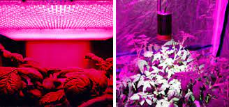 We did not find results for: Kessil Led Lights