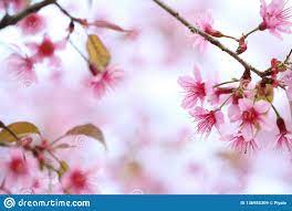 Cherry Blossom Pink Sakura Flower In Close Up Sakura Flower Cherry Blossom Blossom