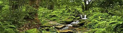 Carolina Custom Cages Reptile Habitat Background Rain Forest With Stream For 24lx18wx18h Terrarium 3 Sided Wraparound Reptile Habitat Habitats Reptiles