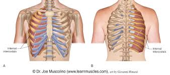 A pulled muscle can happen anywhere in the thoracic spine (from the base of your neck to the bottom of your rib cage). Internal Intercostals Learn Muscles