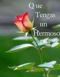 Buenos Dias Flores Increibles Flores Bonitas Rosas Bonitas