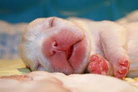 Pin By Murzijaka Murzijaka On Dogs And Puppies Newborn Puppies Baby Animal Videos Baby Animals