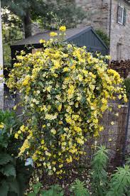 Pin On Vines Climbers