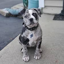 Pitbulls On Instagram X Cookie L In 2020 Bully Breeds Dogs Pitbull Puppies Cute Dogs And Puppies
