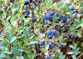 Image result for Vaccinium madagascariense
