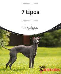 Pin En Razas