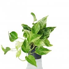 Epipremnum Pinnatum Marble Queen Efeutute 12 Cm Topf Efeutute Pflanzen Und Rankende Pflanze