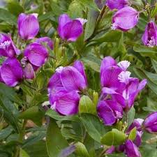 Image result for Polygala usafuensis