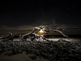 Image result for Light Driftwood 1994 Shadow