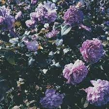 Find over 100+ of the best free aesthetic images. Aesthetic Pastel Purple Flowers Novocom Top