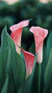 Pin On Flowers