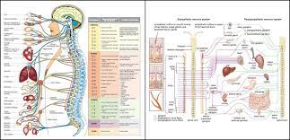 The Central Nervous System Work Tools Central Nervous System Nervous System