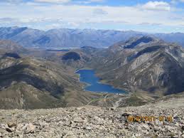 Image result for Littonia modesta