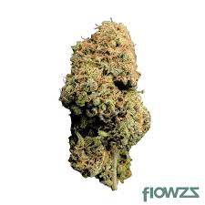 Image result for Grona stolzii