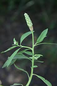Image result for Sphenoclea zeylanica