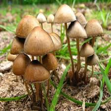 Psilocybin Mushroom Spawn Grow Your Own Magic Mushrooms Easy to Use Home  Growing Kit