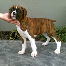 If you're considering adopting a boxer puppy, make sure you understand this breed's special health considerations. Lance Boxer Puppy 598927 Puppyspot