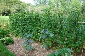 Ramer Des Legumes Grimpants Au Potager Potager Jardin Potager Haricot