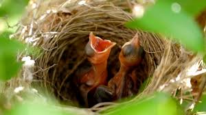 19 470 Animal Nest Videos And Hd Footage Getty Images