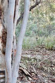 Image result for Habenaria attenuata