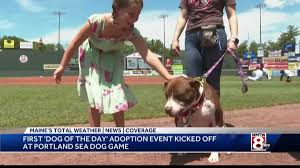 Maybe you would like to learn more about one of these? Sunday S Sea Dog Game Also Marked The First Dog Of The Day Event