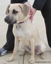 She's probably related to the light red fawn female. Black Mouth Cur Dog Breed Information And Pictures