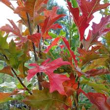 Pin oak is a ringed planet in the star system holy cross in the no man's sky universe. Quercus Palustris Green Pillar Upright Pin Oak Trees For Sale