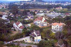 Image result for mimosa in old dalat