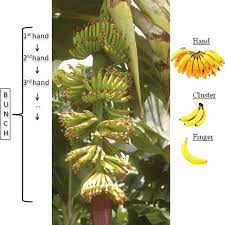 Maybe you would like to learn more about one of these? Organisation Of A Banana Bunch Download Scientific Diagram