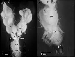 Image result for Terminalia brachystemma ×  sericea